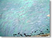 �����ɌQ���鋛