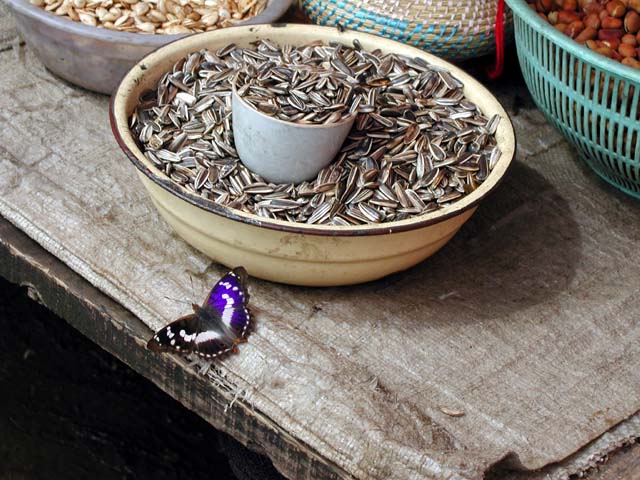 �Ђ܂��̎�ƒ�