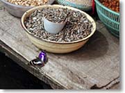 �Ђ܂��̎�ƒ�